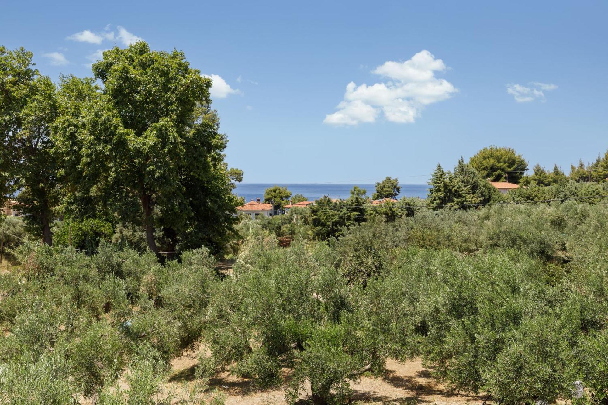 Olea Villas By Halu!, Cozy Villa In Nikiti Lagomandra Exteriér fotografie